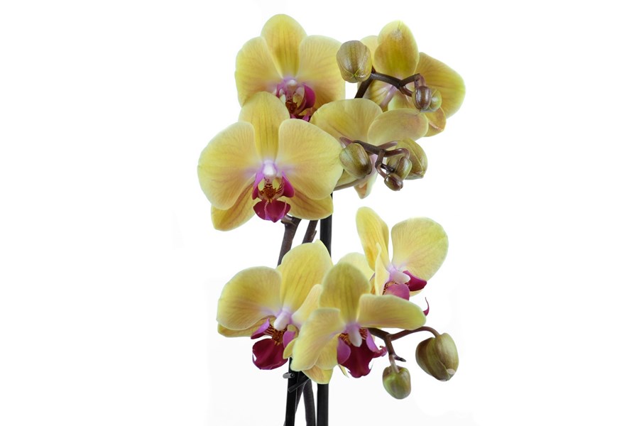Орхидея в горшке Орхидея Фаленопсис горчичный 2ст